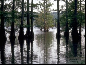 Louisiana Swamp