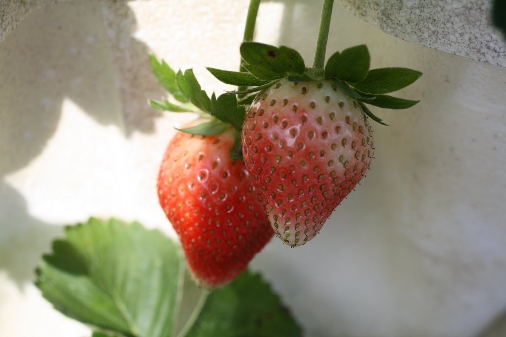 Girls Strawberries
