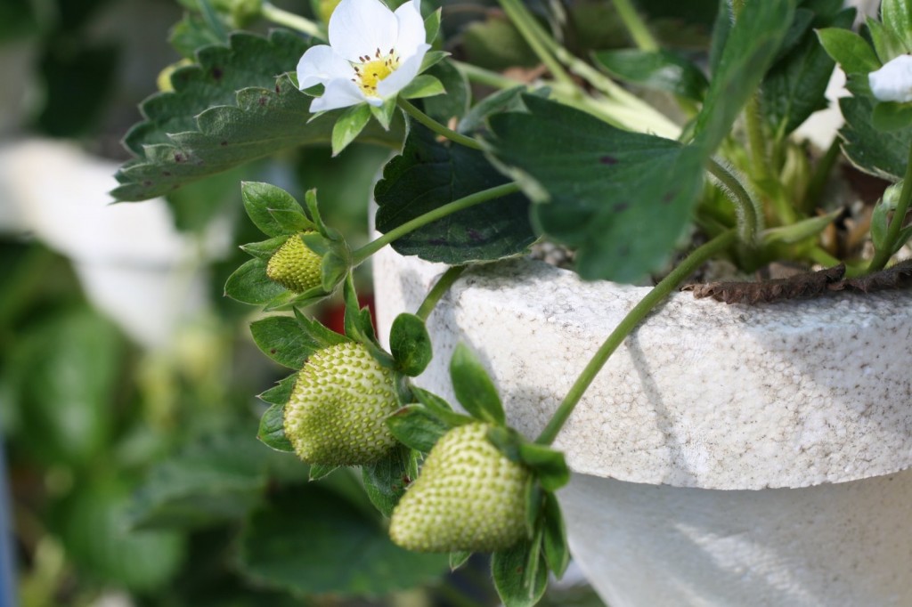 Girls Strawberries 4