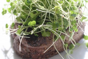 Steak au Poivre with Truffled Microgreens