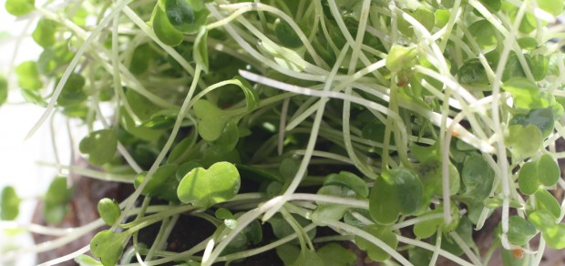 Microarugula