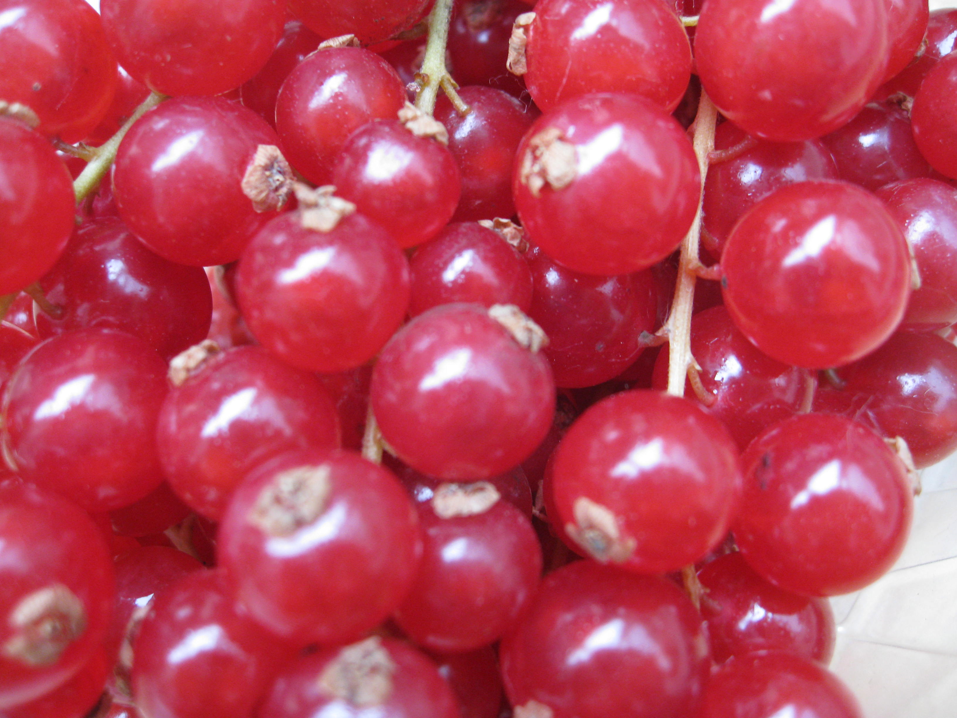 Red Currants French Revolution