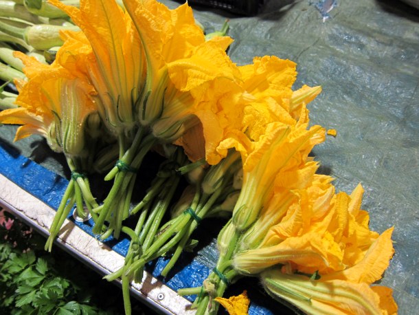 Zucchini Flowers