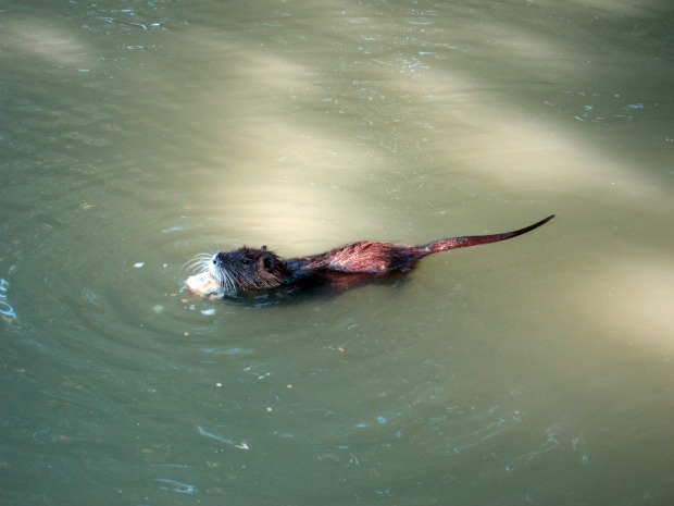 Castelnaudary Otter