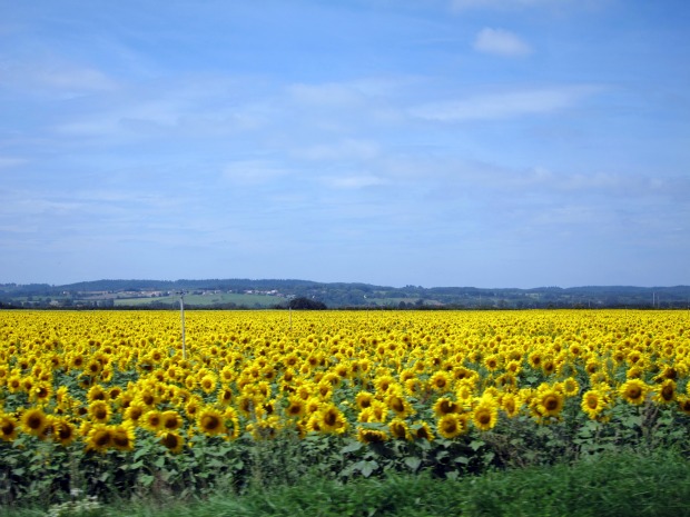 Sunflower Field Saverdun