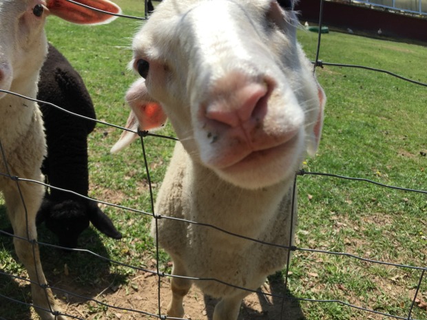 North Fork Sheep