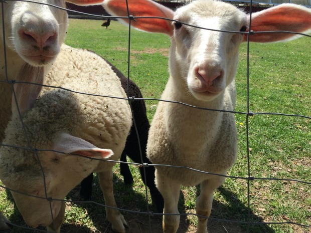 North Fork Sheep