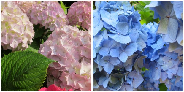 Hydrangeas