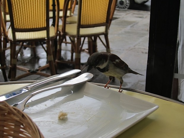 Paris White China and Sparrow